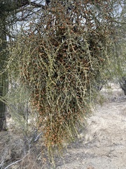 Phoradendron californicum