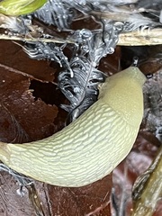 Arion intermedius
