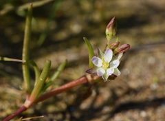 Spergularia marina