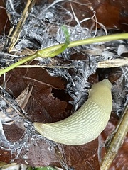 Arion intermedius