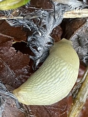 Arion intermedius
