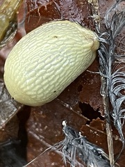 Arion intermedius