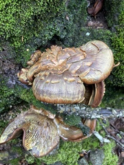 Omphalotus olivascens