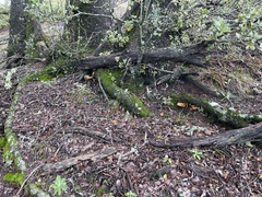 Omphalotus olivascens