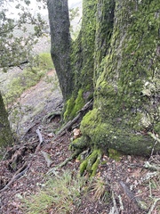 Omphalotus olivascens