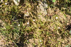 Spergularia marina