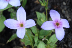 Houstonia pusilla