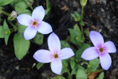 Houstonia pusilla