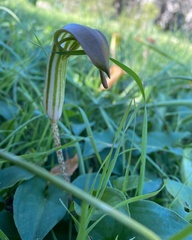 Arisarum