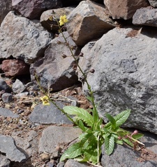 Verbascum capitis-viridis