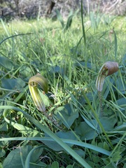 Arisarum