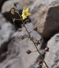 Verbascum capitis-viridis