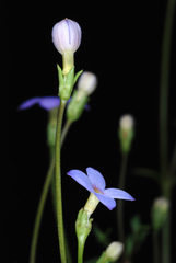 Houstonia pusilla