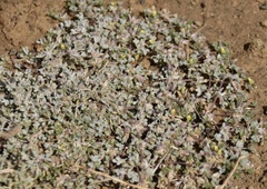 Lotononis platycarpa