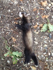 Mustela putorius