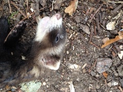Mustela putorius