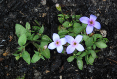 Houstonia pusilla