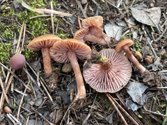 Laccaria amethysteo-occidentalis