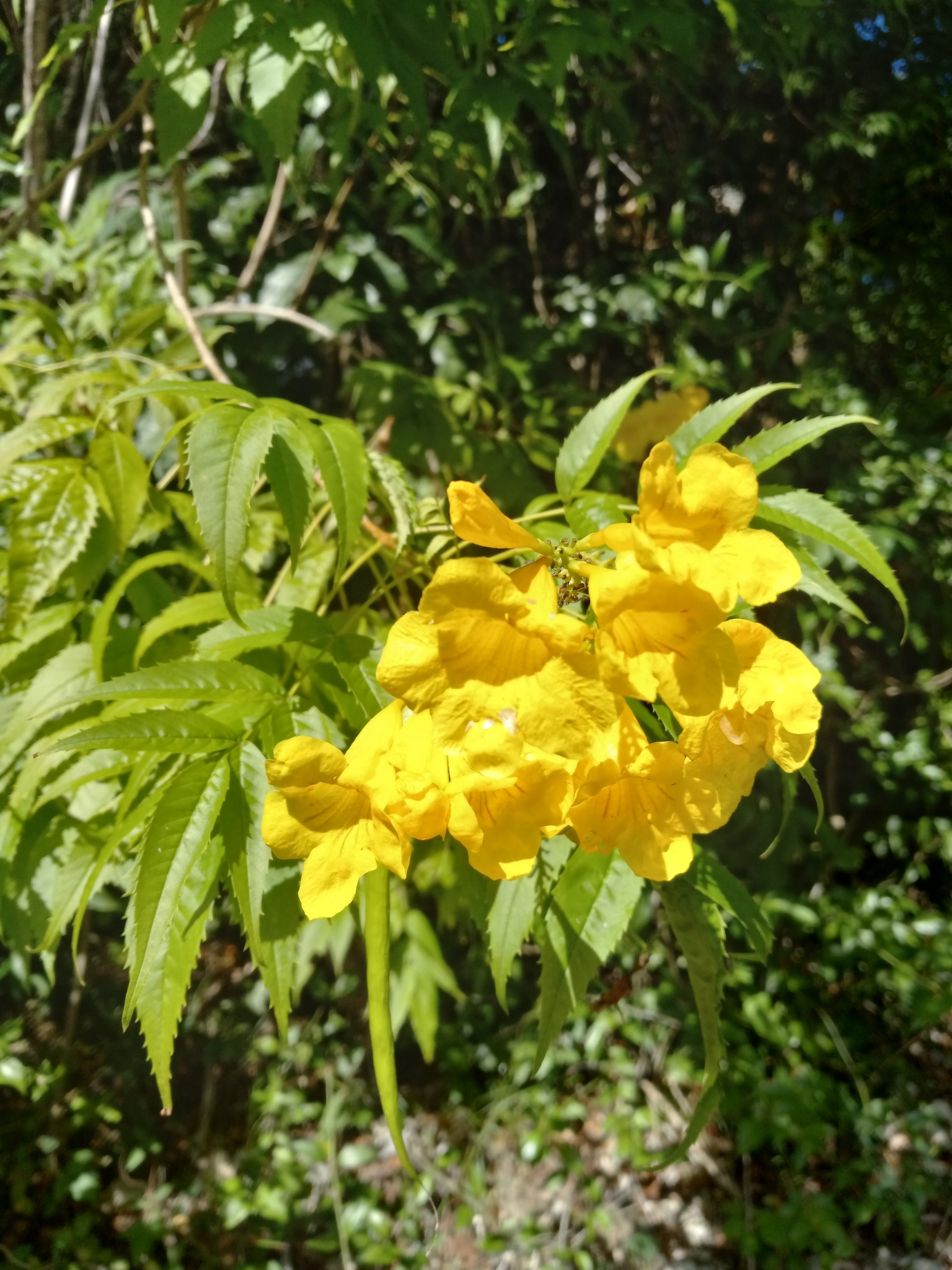 Tecoma stans (L.) Juss. ex Kunth