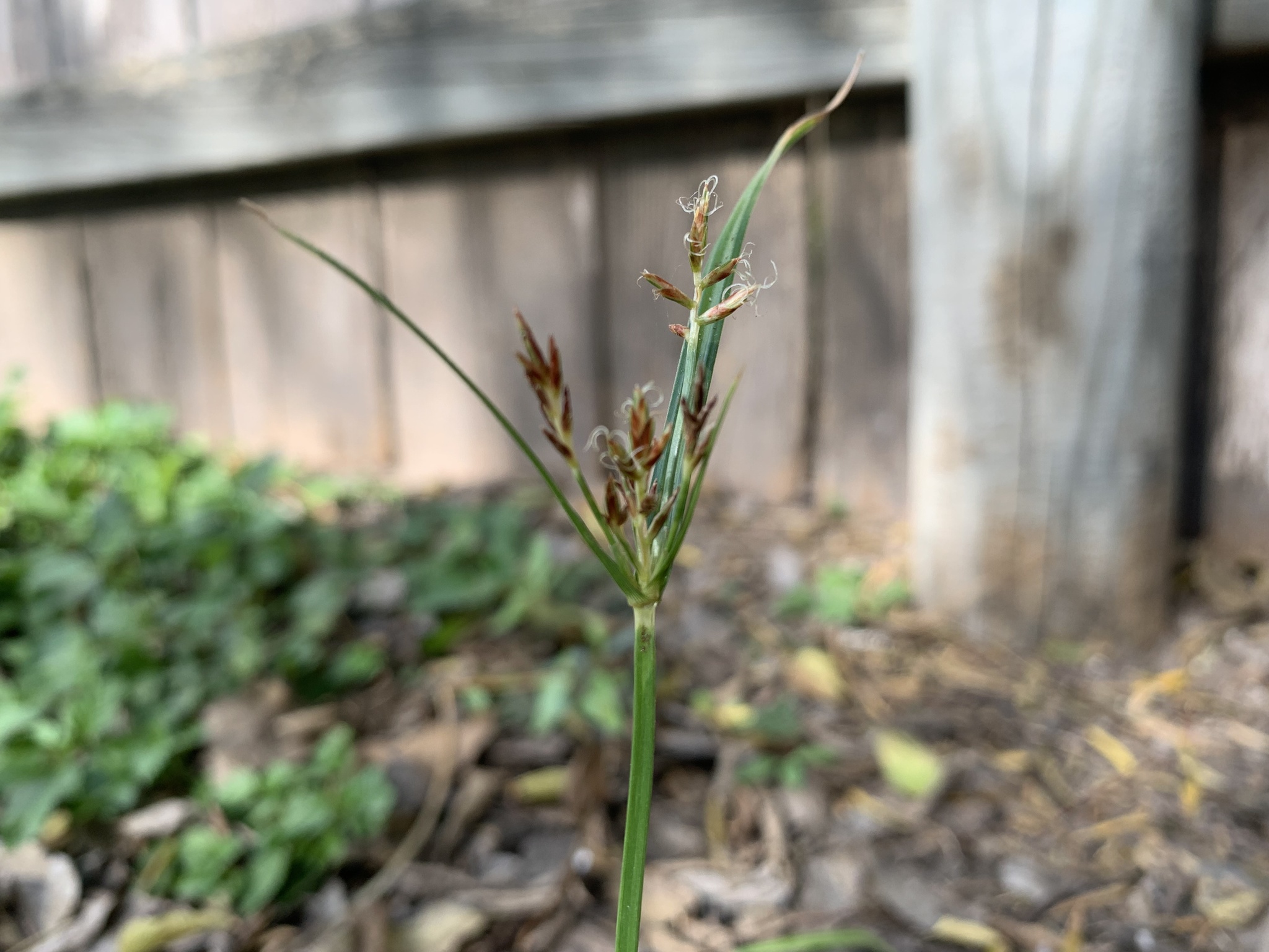 Cyperus rotundus L.