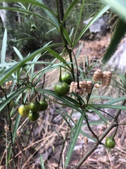 Solanum linearifolium