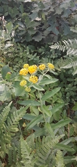 Asclepias tuberosa interior
