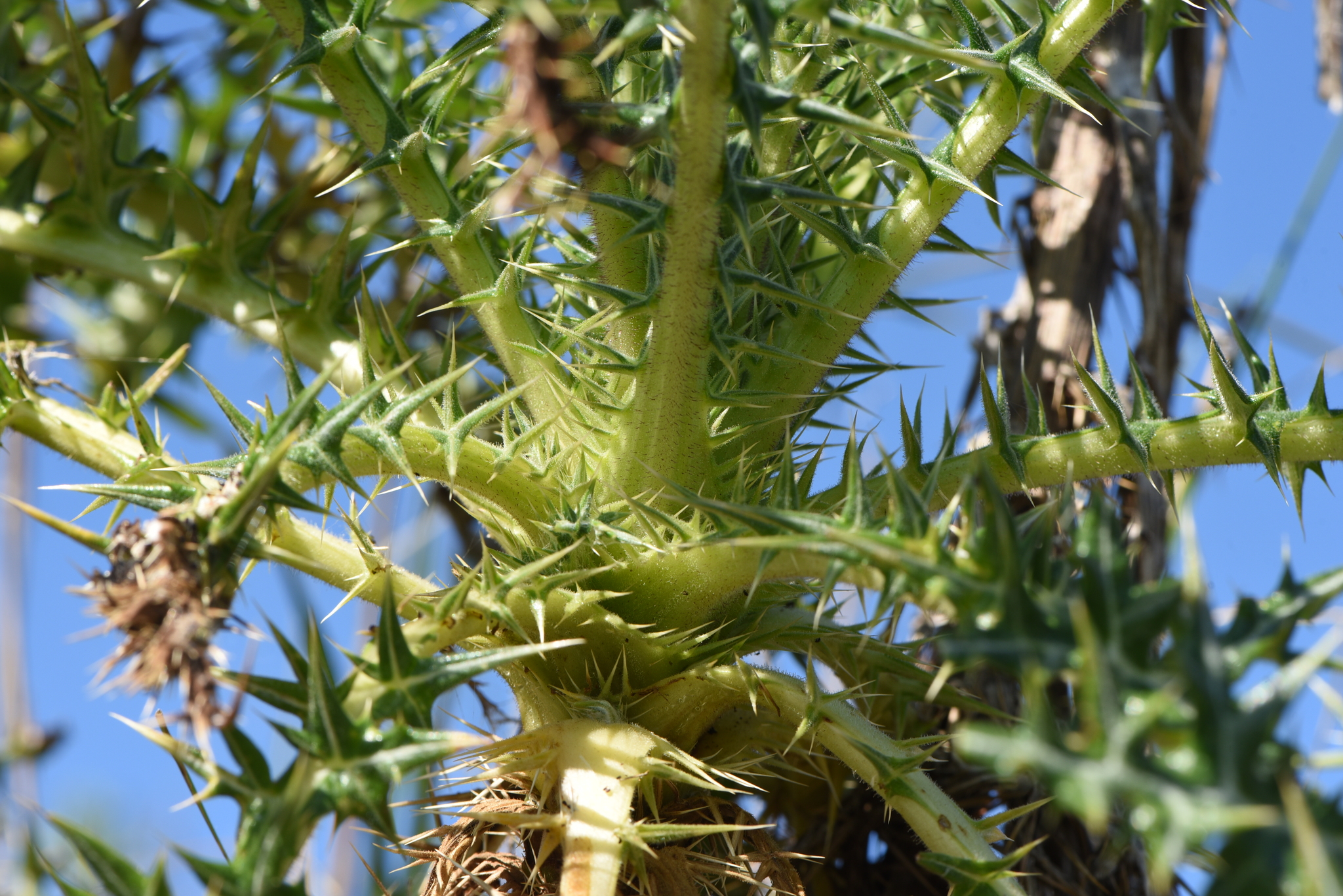 Echinops spinosissimus Turra