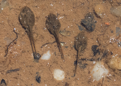 Anaxyrus americanus