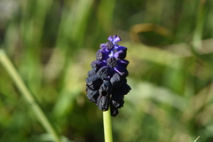 Muscari commutatum