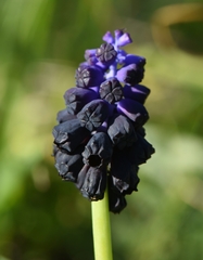 Muscari commutatum