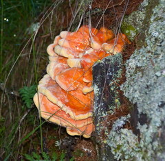 Laetiporus montanus