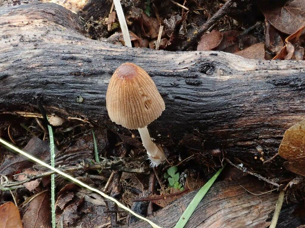 Coprinellus sp. 'radians-CA02'