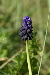 Muscari commutatum