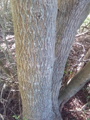 Blepharocalyx salicifolius