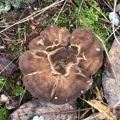 Jahnoporus