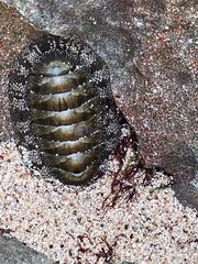 Chiton tuberculatus