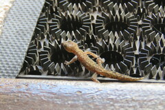 Afrogecko porphyreus