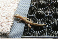 Afrogecko porphyreus