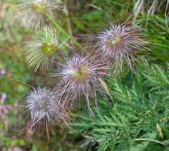 Pulsatilla