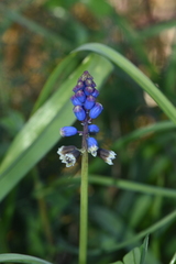 Bellevalia dubia boissieri