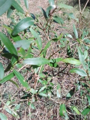 Blepharocalyx salicifolius