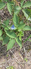 Plebejus samuelis