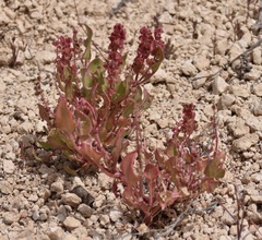 Rumex vesicarius