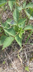 Plebejus samuelis