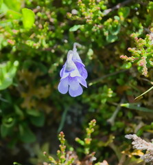 Pinguicula leptoceras