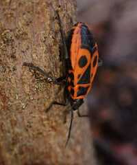 Pyrrhocoris apterus
