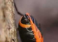 Pyrrhocoris apterus