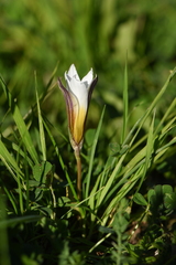 Romulea bulbocodium