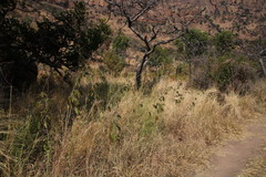 Pseudarthria hookeri hookeri