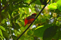 Phoenicircus carnifex